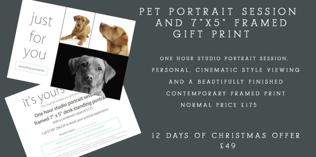 12 Days of Christmas 2020 Offer – Day 6                      Pet Portrait Photography Experience Voucher